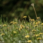 collectionneurs,coeur,passion,don,organes,schmaltz,Ragnotti,Alpine collectionneurs,coeur,passion,don,organes,schmaltz,Ragnotti,Alpine