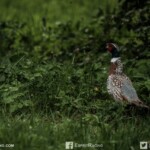 collectionneurs,coeur,passion,don,organes,schmaltz,Ragnotti,Alpine collectionneurs,coeur,passion,don,organes,schmaltz,Ragnotti,Alpine